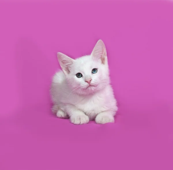 Пушистый белый котёнок лежит на розовом — стоковое фото