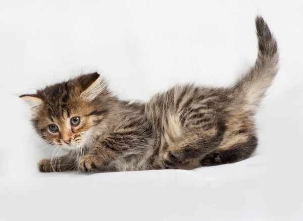 Fluffy Siberian striped kitten lies on gray — Stock Photo, Image