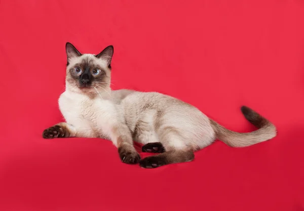 Thai white cat lies on red — Stock Photo, Image