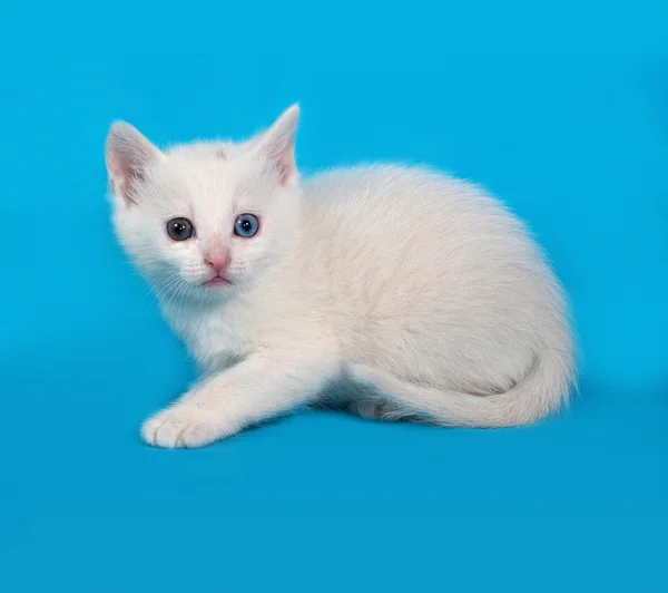 White fluffy kitten lies on blue — Stock Photo, Image