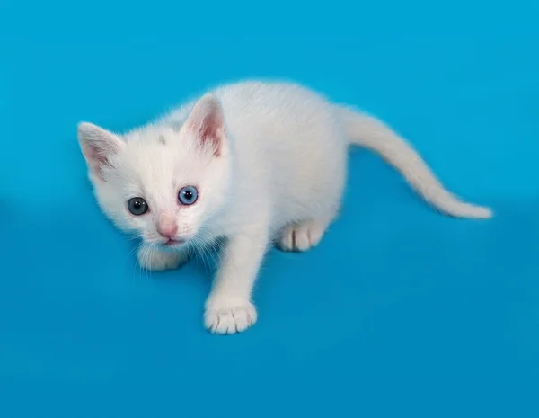 White fluffy kitten standing on blue — Stock Photo, Image