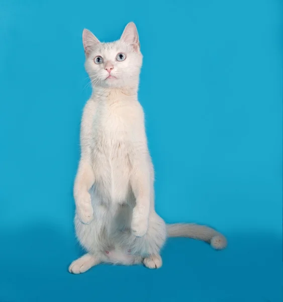 Biały kot niebieski oczy siedząc na niebiesko — Zdjęcie stockowe