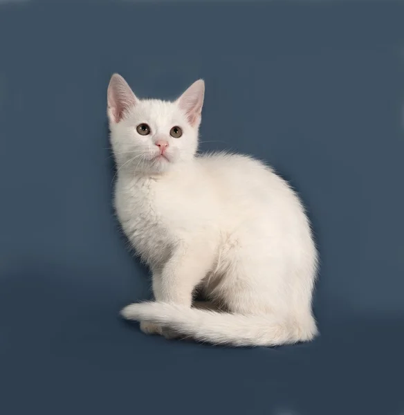 Petit chaton blanc assis sur gris — Photo