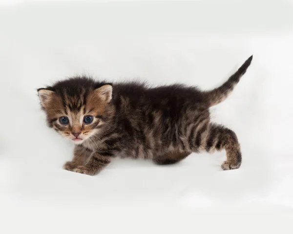 Weinig tabby kitten gaat op grijs — Stockfoto