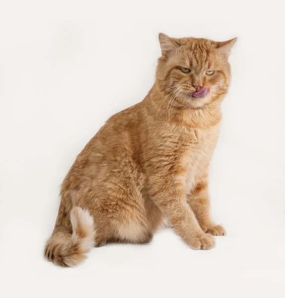 Czerwony kot siedzi na szaro — Zdjęcie stockowe