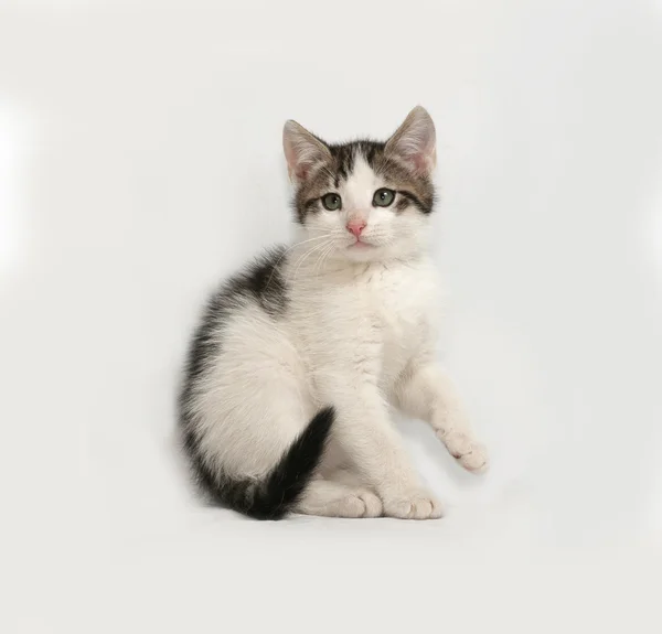 Striped and white kitten sitting on gray — Stock Photo, Image