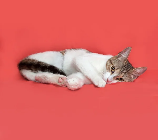 Tricolor gestreifte Katze liegt auf orange — Stockfoto