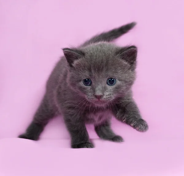 Grå kattunge ryska blå pågår rosa — Stockfoto