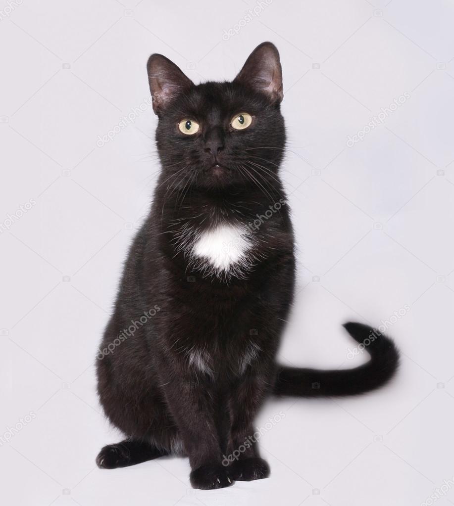 Chat Noir Et Blanc Assis Sur Gris Photographie Darzyhanna