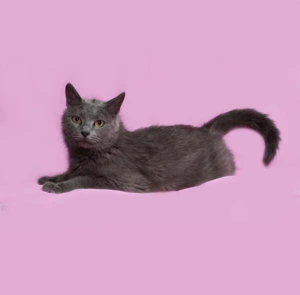 Gato fofo cinza deitado no rosa — Fotografia de Stock