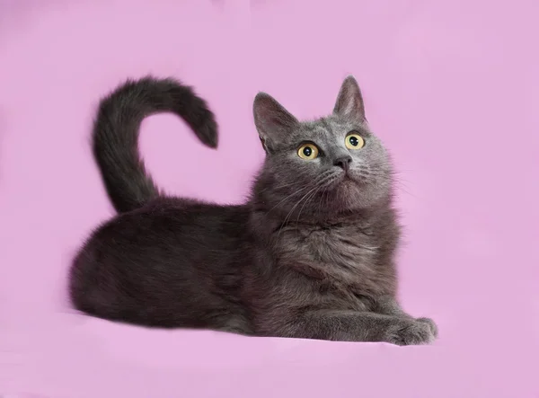 Graue flauschige Katze liegt auf rosa — Stockfoto