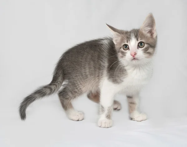 Piccolo gattino bianco e tabby in piedi su grigio — Foto Stock