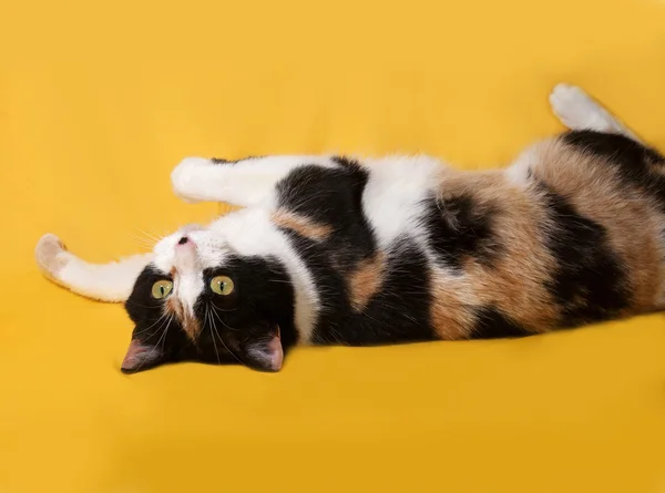 Tricolore chat se trouve sur jaune — Photo