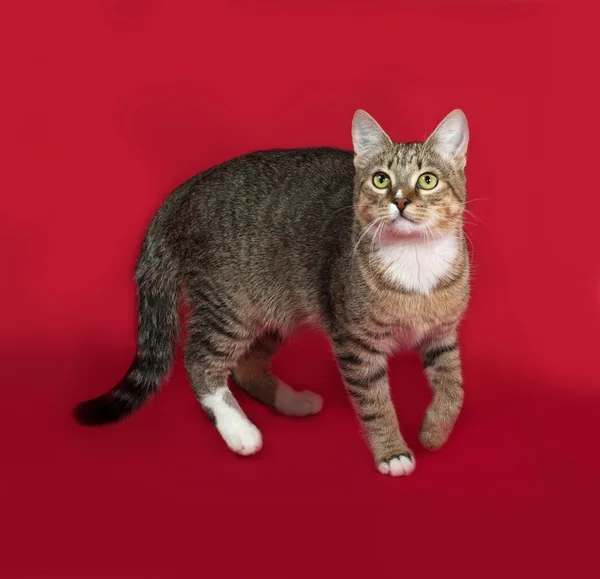 Gato listrado e branco em pé no vermelho — Fotografia de Stock