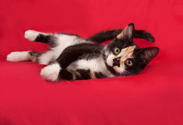 Tricolor kitten lying on red — Stock Photo, Image