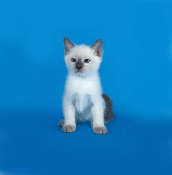 Thai white kitten sitting on blue — Stock Photo, Image