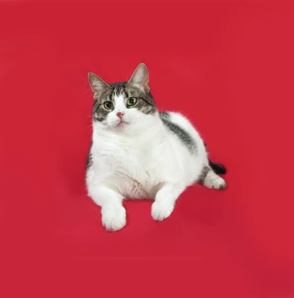 Tabby en witte kat ligt op rood — Stockfoto