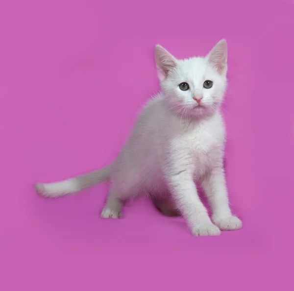 Gatinho branco fofo sentado no rosa — Fotografia de Stock