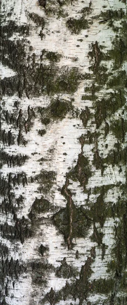 Texture of old birch tree bark with green moss — Stock Photo, Image