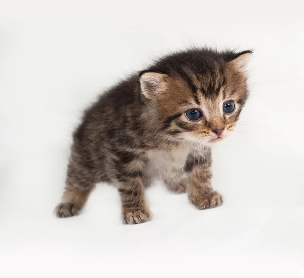 Little tabby kitten standing on gray — Zdjęcie stockowe