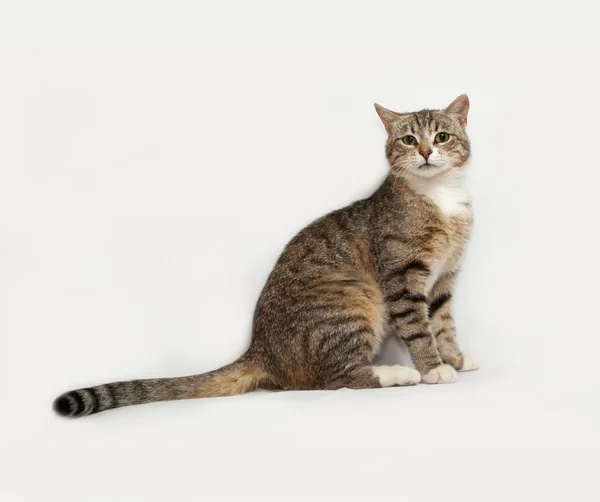 Gray striped cat sitting on gray — Stock Photo, Image