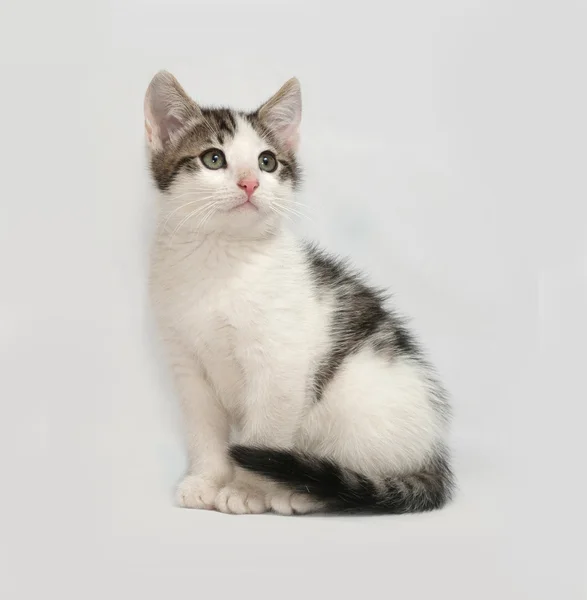 Gri üzerine oturan şeritli ve beyaz yavru kedi — Stok fotoğraf