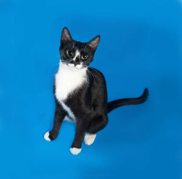 Schwarz-weiße Katze sitzt auf blau — Stockfoto