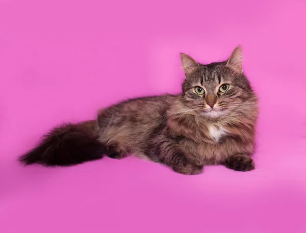 Nadýchaný mourovatá kočka leží na růžové Stock Obrázky