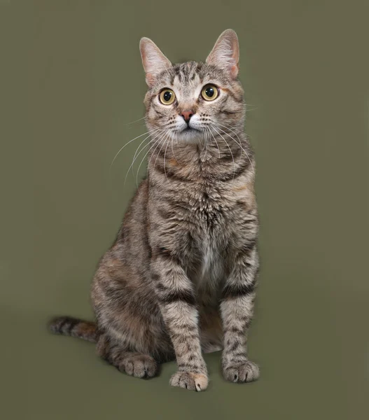 Gato rayado y rojo sentado en verde — Foto de Stock