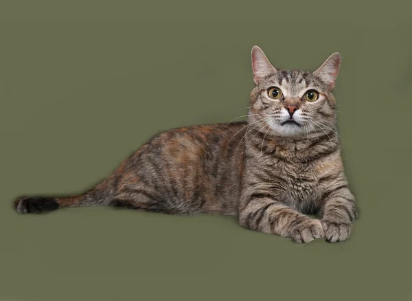 Striped and red cat lies on green — Stock Photo, Image