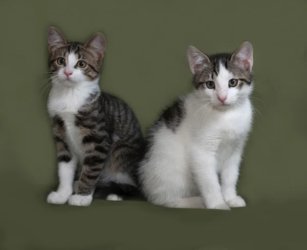 Два полосатых и белых котенка сидят на зеленом — стоковое фото
