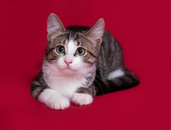 Striped and white kitten lies on red — Zdjęcie stockowe