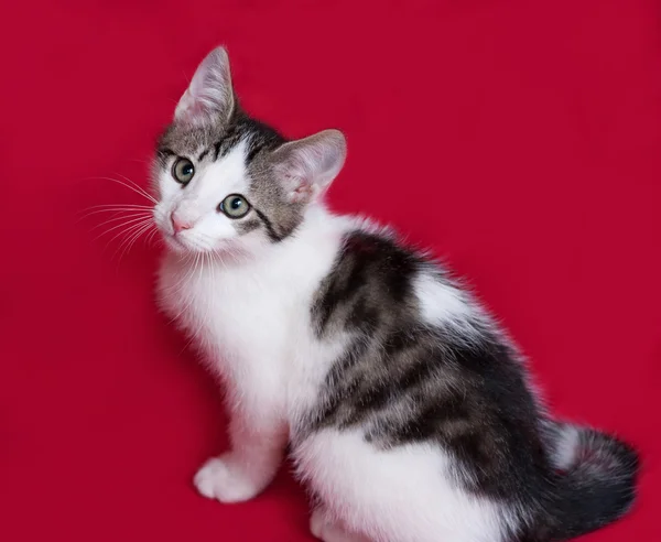 Striped en witte kitten zittend op rood — Stockfoto