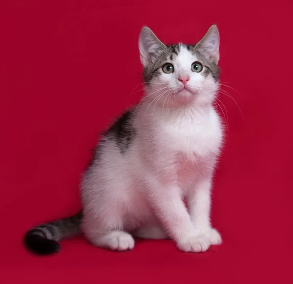 Striped en witte kitten zittend op rood — Stockfoto