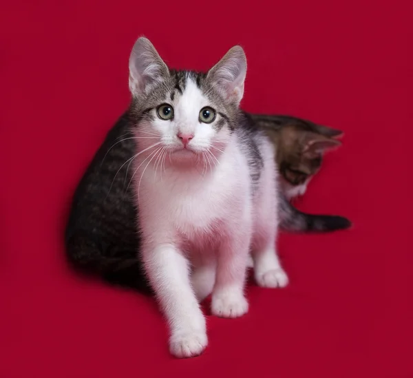 赤の上に座って、2 つのストライプと白子猫 — ストック写真