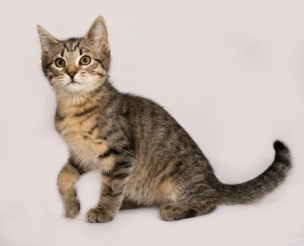 Gatito rayado y blanco sentado en gris —  Fotos de Stock