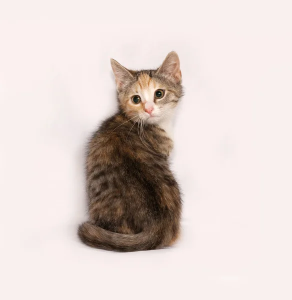Tricolor randig kattunge sitter på grå — Stockfoto