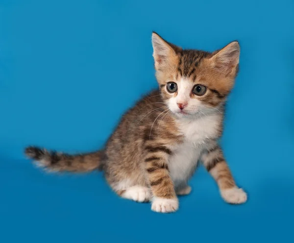 Small striped and red kitten sitting on blue — Stock Photo, Image
