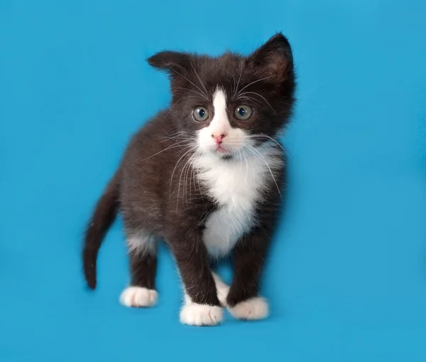 Small black and white kitten standing on blue — Stockfoto