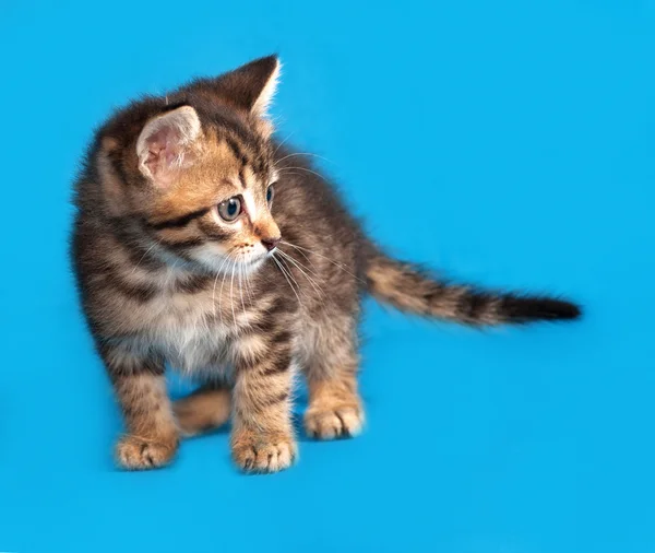 Little tabby kitten standing on blue — Stockfoto