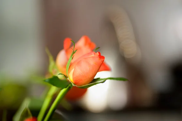 Rosa naranja en la habitación de fondo —  Fotos de Stock