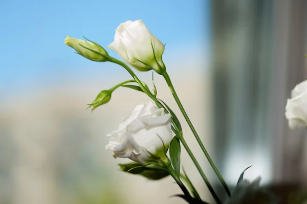 Rosas blancas en ventana contra cielo —  Fotos de Stock