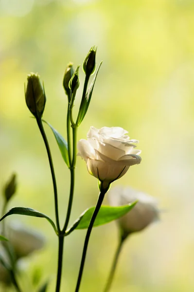 Rosa blanca sobre fondo verde —  Fotos de Stock
