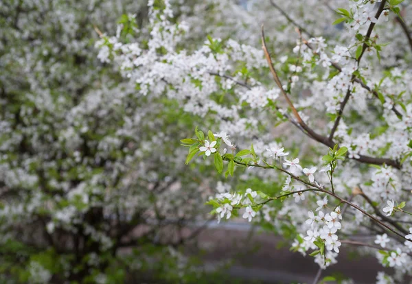 Gałąź kwiatów jaśminu na tle drzew — Zdjęcie stockowe