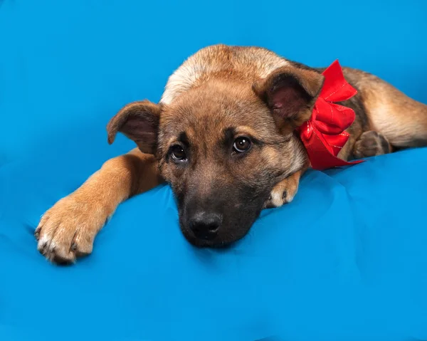 Red puppy in red bandanna lying on blue — Stock Photo, Image