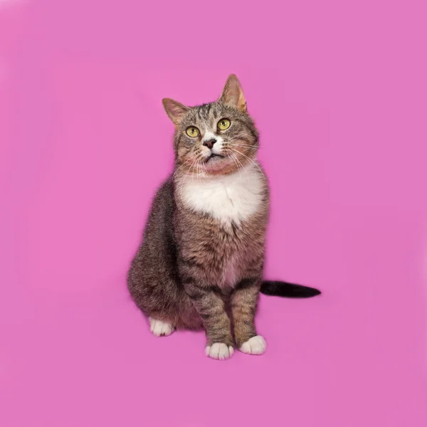 Gray and white tabby cat sitting on pink — ストック写真
