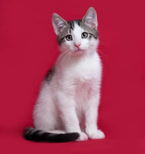 Gatito rayado y blanco sentado en rojo —  Fotos de Stock