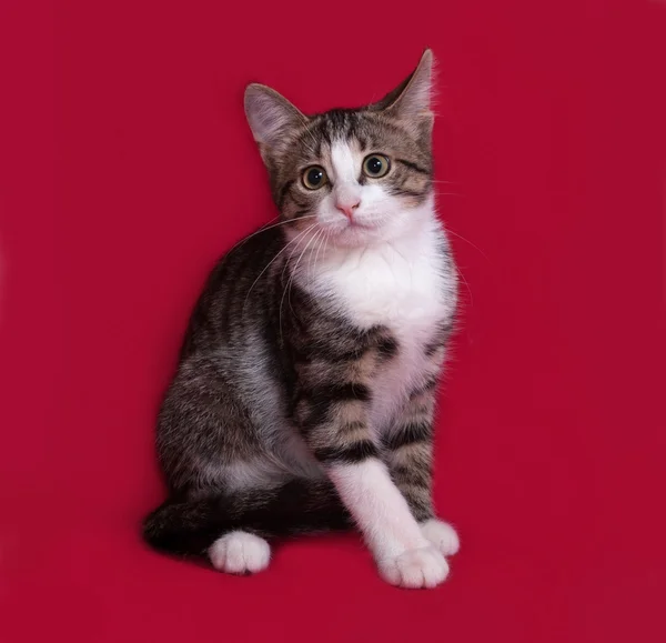 赤の上に座ってストライプと白の子猫 — ストック写真