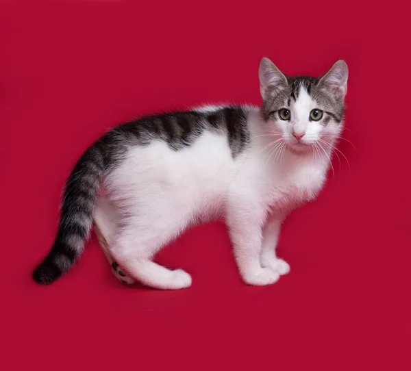 Gattino a righe e bianco in piedi sul rosso — Foto Stock