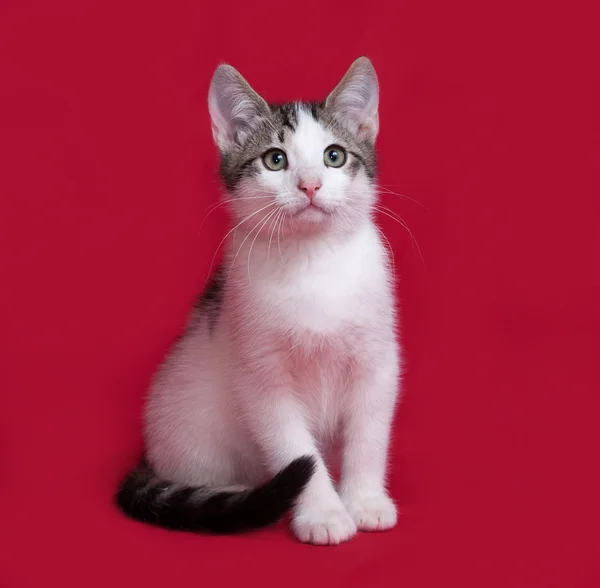 Striped en witte kitten zittend op rood — Stockfoto